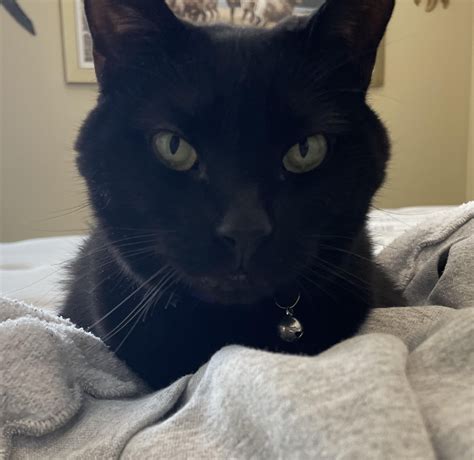 why are my cats pupils so big 3