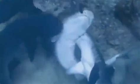 Sharks Mating Caught On Camera And It Looks Like A Very Violent