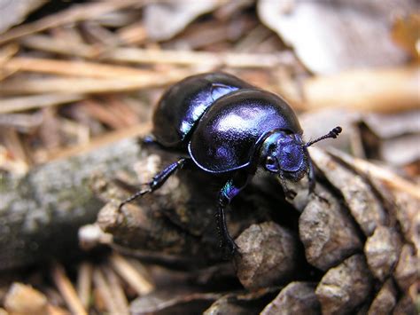 beetle Free Photo Download | FreeImages