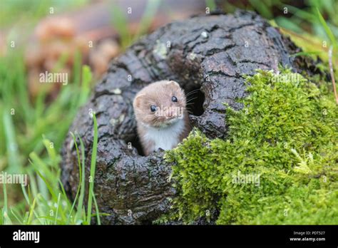 Weasel Or Least Weasel Mustela Nivalis Looking Out Of Hole In Tree