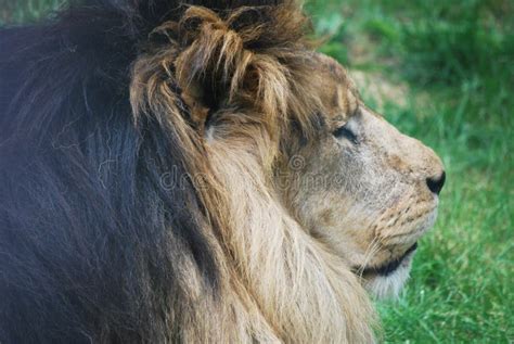 Sleeping Male Lion With A Thick Black Mane Of Fur Stock Image Image