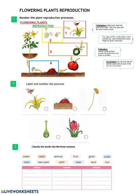 Flowering Plants Reproduction Worksheet Live Worksheets Worksheets