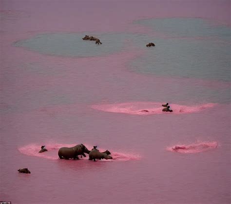 A 3 5 Mm Photography Kodachrome Colour Of 3 0 Hippos Stable