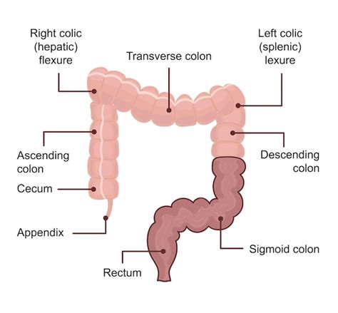 Premium Vector Medical Anatomical Diagram Of Colon