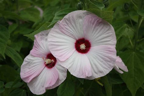 Hibiskus Luna Pink Swirl Lubera De