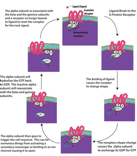 Chapter 9 Cell Communication Introduction To Molecular And Cell Biology