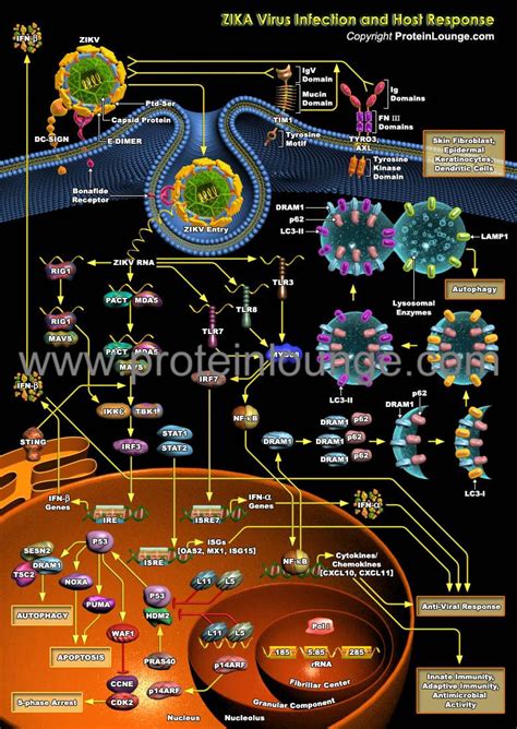 Biological Databases And Tools Zika Virus Infection And Host Response