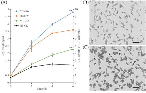 Determination Of E Gracilis Cell Viability A Dry Weight And Algal