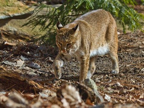 Tag Archive For Bobcats The Adirondack Almanack