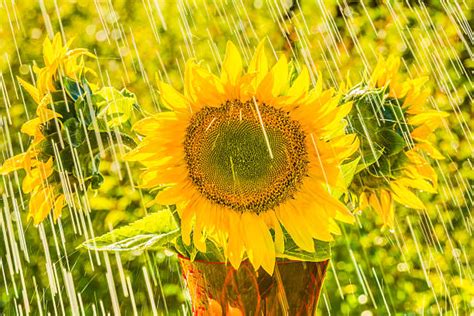 Royalty Free Sunflower Rain Field Outdoors Pictures, Images and Stock Photos - iStock