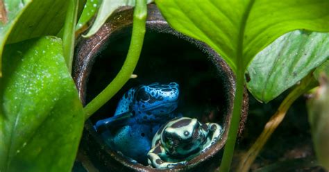 Can Poison Dart Frogs Make Good Pets?