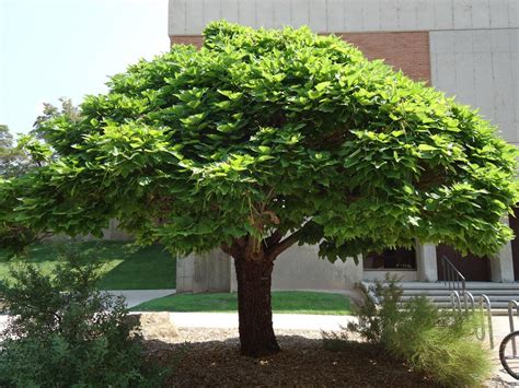 Tree Tour Facilities The University Of Utah