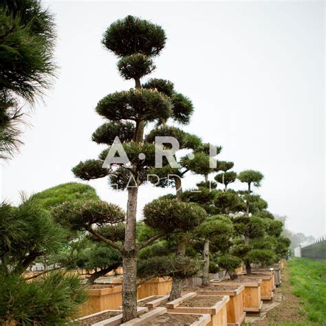 Arbres Nuage Japonais Pour Jardin R Sistant Bonsai Geant Pinus Nigra