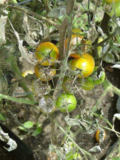 Enfermedades De Plantas Cropaia