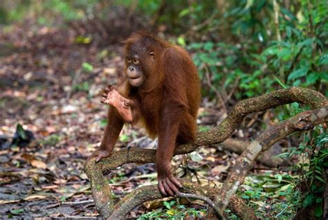 Bebé orangután en estado salvaje indonesia la isla de kalimantan