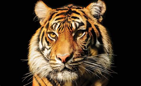 Tiger Wall Paper Mural Buy At Ukposters