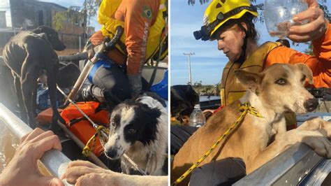 ONGs e voluntários resgatam mais de 2 mil animais no RS