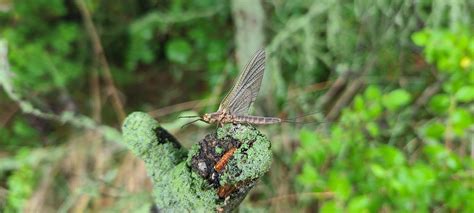 Hexagenia Limbata : r/tightlines