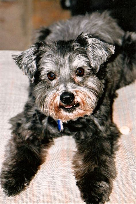 My Schnoodle Schnoodle Doodles Rhett Butler