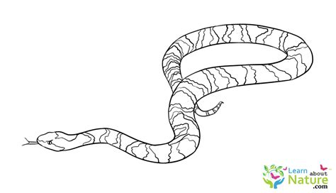 Download 31 Reptiles Snakes Rattlesnake Coloring Pages Png Pdf File