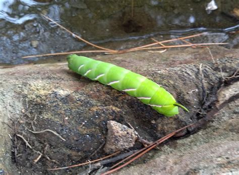 Caterpillar of a sphinx moth - PEST CONTROL CANADA