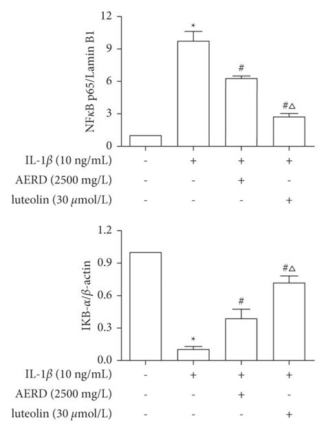 Nf κb P65 And Iκb α Levels In Il 1β Treated Sw1353 Cells Pretreated