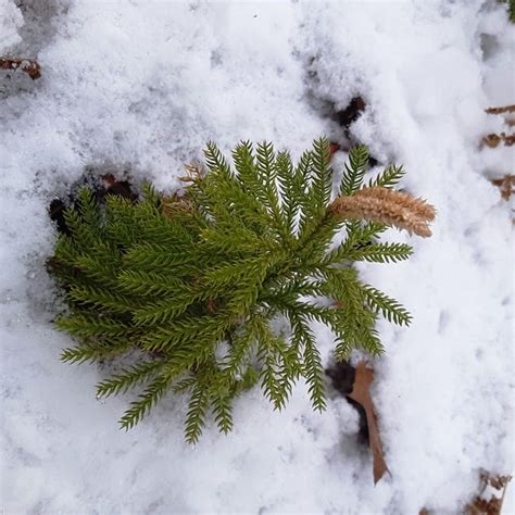 How Do Pine Trees Survive Winter Discover Their Secrets My Heart