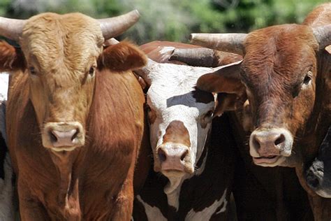 agricultural livestock finance bridgingcom