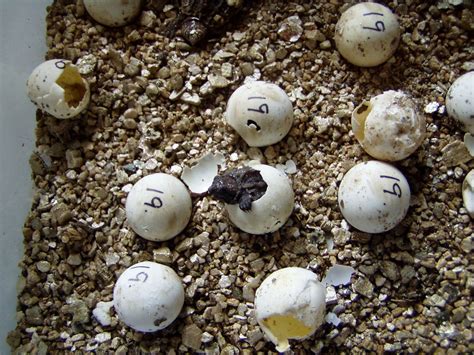 Snapping Turtle Eggs