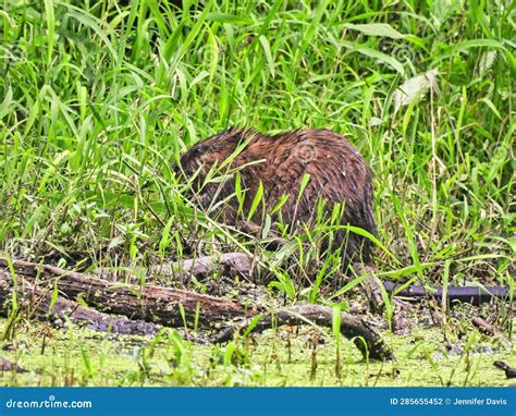 Muskrat On The Bank Of A Duck Week Covered Pond Stock Photo Image Of