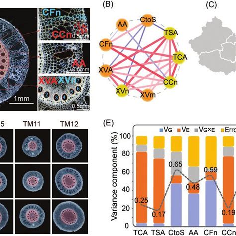 Phenotype Plasticity Of Maize Root Anatomical Traits A Sketch Map Of