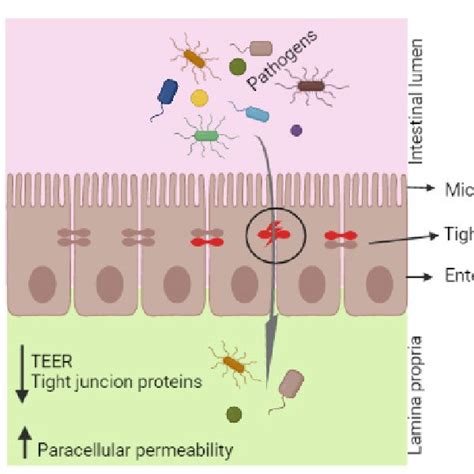 Effects Of Deoxynivalenol On Intestinal Barrier Function And Gut