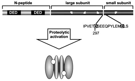 Caspase Activation The Induced Proximity Model PNAS