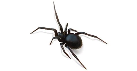 False Katipo Spider - Sawan Books