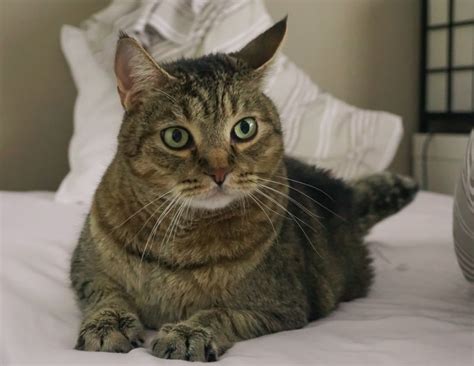 Pixie-Bob Cat: Info, Pictures, Characteristics & Facts | Hepper