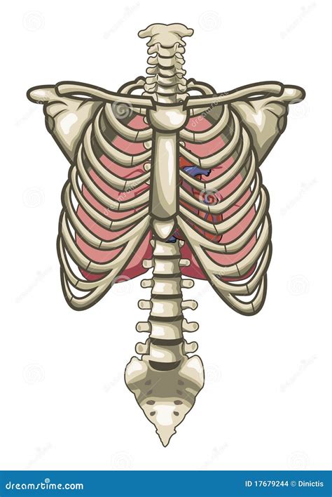 Human Anatomy Torso Skeleton Isolated White Stock Images - Image: 17679244