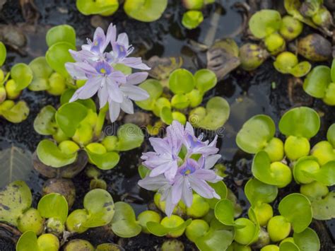 Acercamiento De Las Flores De Jacinto De Agua Eichornia Crassipe O