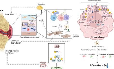 Macrophage Polarization In Rheumatoid Arthritis Signaling Pathways