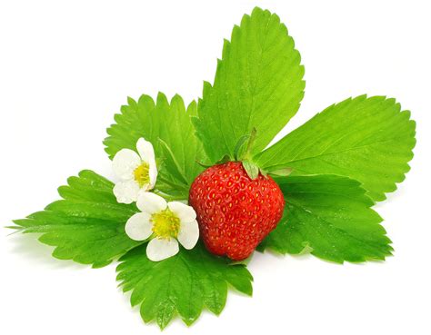 Листья клубники (Большая коллекция фотографий) - treepics.ru