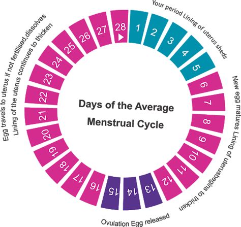 EASY WAY TO KNOW YOUR OVULATION PERIOD - Health GadgetsNG