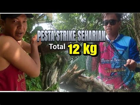 Pesta Strike Ikan Belanak Tanpa Henti Sampai Kewalahan Spot Citanduy