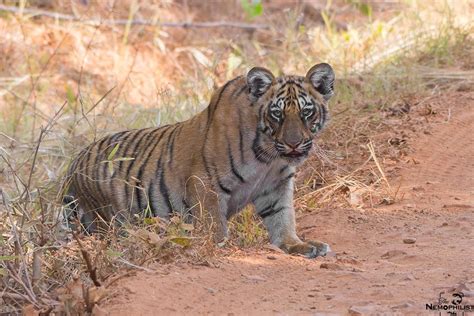 Tiger Tour to Tadoba - Photography India's Wild Tiger