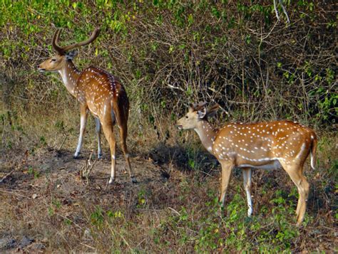 Bandipur National Park - India