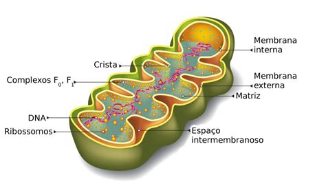 Mitoc Ndrias Biologia Celular Infoescola