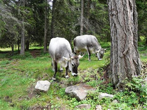 Free Images Nature Forest Meadow Wildlife Herd Pasture Grazing