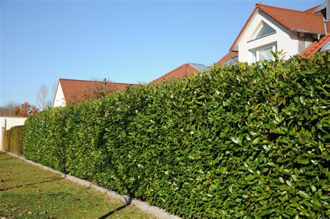 Best privacy hedges: 10 privacy hedges for screening | Homes & Gardens