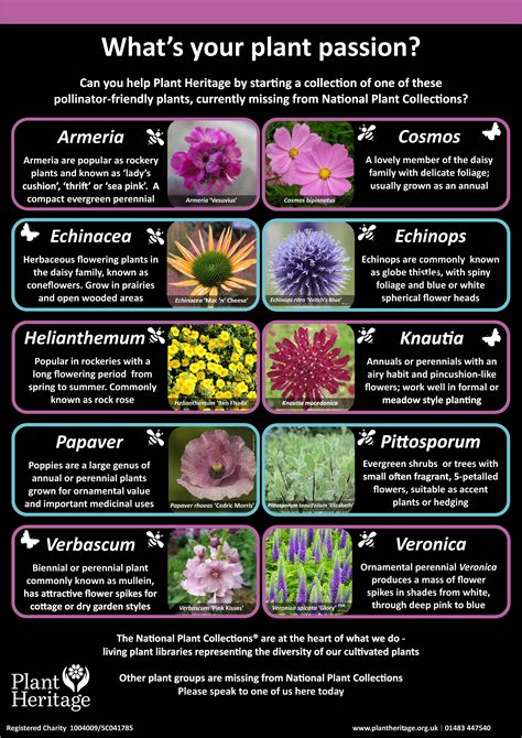 7 Photos Garden Plants List Uk And Description Alqu Blog