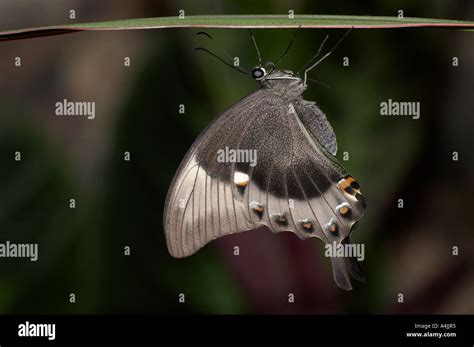 Butterflies Underside Swallowtail Hi Res Stock Photography And Images