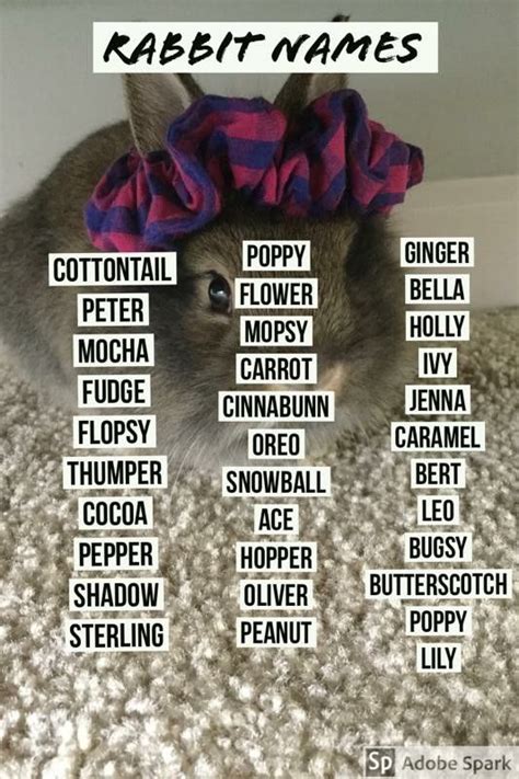 600 Unique Bunny Names Artofit