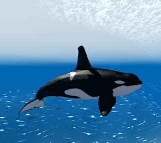 Download Whale Simulator Game | Orca Whale Simulator 3D